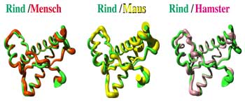 Raeumliche Struktur des Rinderprions